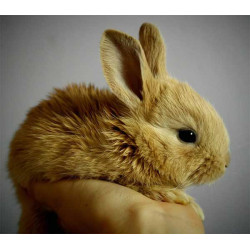 Zvířátka králík