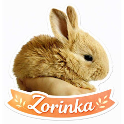 Zvířátka králík