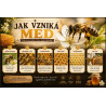 Naučná cedule Jak vzniká med – Cesta medu krok za krokem